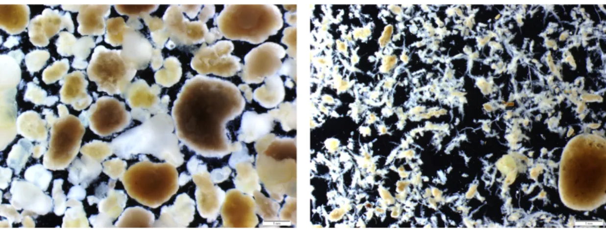 Figure 1.1.: Morphology after 10 months of operation of 100%-VFA synthetic WW fed AGS (left) and raw WW fed AGS (right) (Layer et al., 2019)