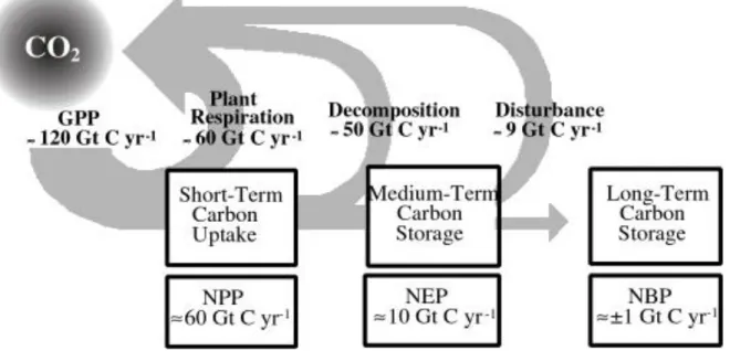 Figure 3.6: Global fluxes and reservoirs of carbon in the land biosphere. 