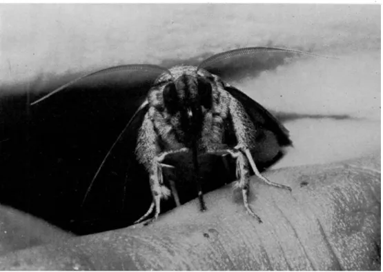 FIG. 2. C. eustrigata piercing the skin. Part of the saw-tooth armature of the proboscis still visible