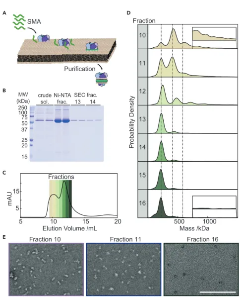 Figure 3. Mass Photometry of KcsA in Nanodiscs