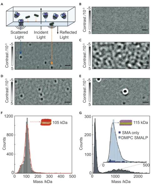 Figure 1. Mass Photometry of Detergent Micelles and Nanodisc Membrane-Protein Carriers (A) Principle of mass photometry