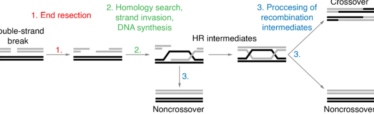 Figure 1. DNA double strand break repair by homologous recombination (HR). Schematic representation of  the key stages  of recombinational DNA repair