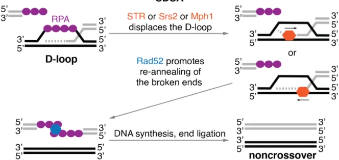 Figure 5. Schematic representation of the synthesis-dependent strand annealing (SDSA) pathway