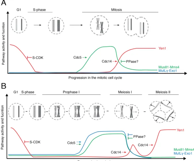 Figure 7. Regulation of pro-crossover DNA nucleases. (A) Regulation of pro-crossover DNA nucleases during  mitotic proliferation