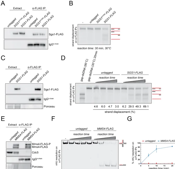 Figure 10. Functional characterization of Sgs1 helicase and Mus81-Mms4 nuclease from meiotic extracts