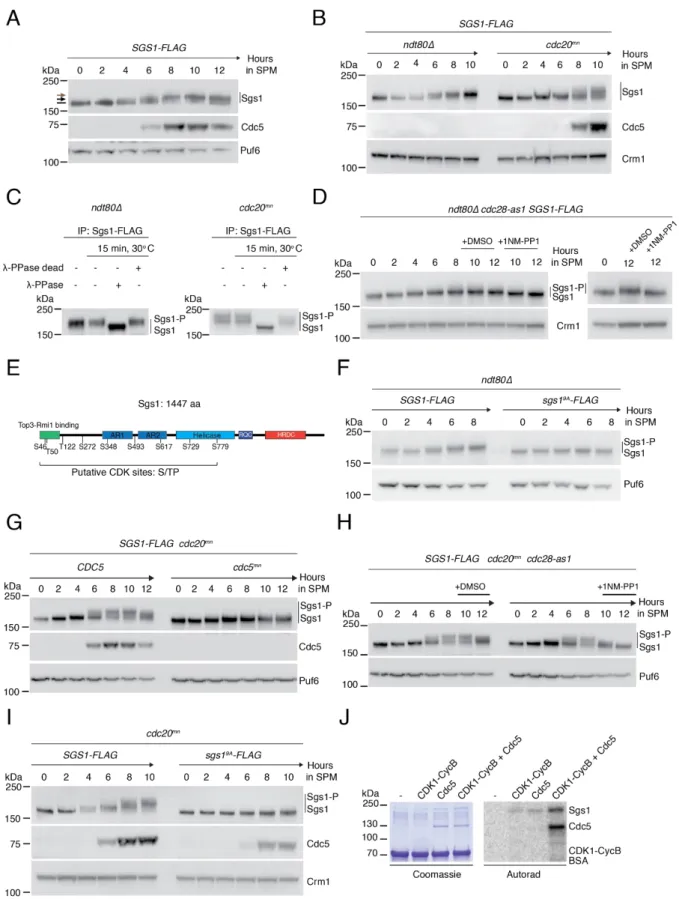 Figure 11. Sequential phosphorylation of Sgs1 by Cdc28/CDK and Cdc5/PLK during meiosis