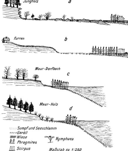 Fig. 2. Uferprofile am Greifensee. (Etwas schematisiert.)