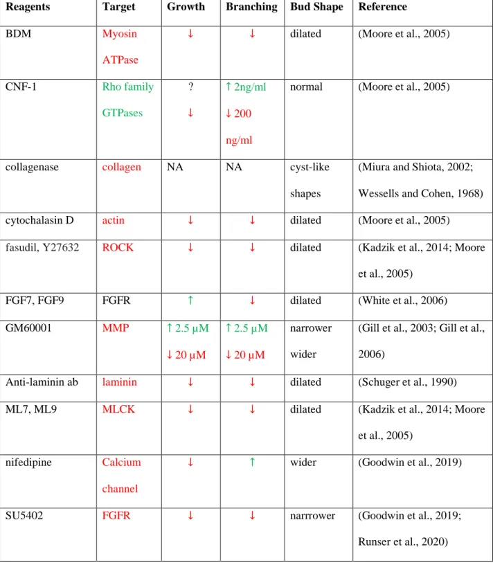 Table 1: Reagents that impact lung branching morphogenesis 