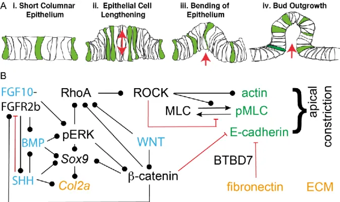 Figure 4: Lung Bud Formation  