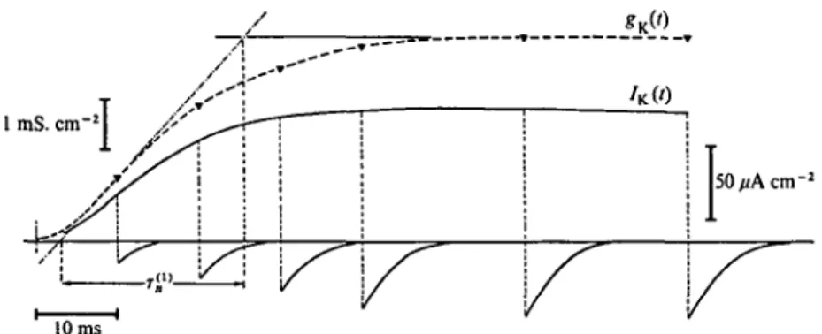 Fig. 7. Time course of the potassium current,  / * ( t )   a n £ l potassium con- con-ductance, gx(t) in a voltage-clamp experiment on a squid giant axon of Loligo vulgaris