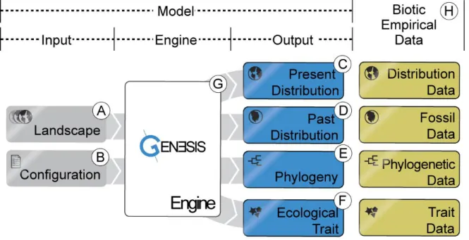 Figure  1  Schematic  of  the  main  components  of  the  computer  model:  (A,  B)  model  inputs,  including  the  spatio-temporal  landscape objects and the configuration file; (C–F) model outputs, including present and past species ranges, phylogenetic