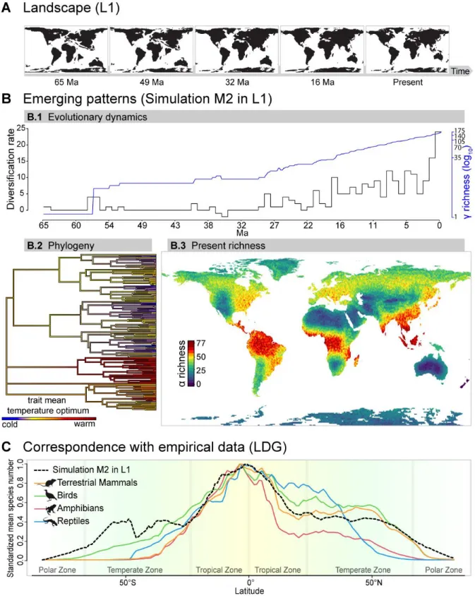 Figure 4 Illustration of one global simulation of the speciation, dispersal and extinction of lineages over the Cenozoic, starting  with  a  single  ancestor  species  and  imposed  energetic  carrying  capacity  (M2  in  L1)