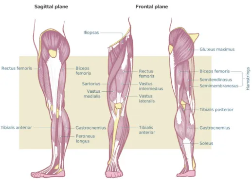Figure 2.2: Main muscles and muscle groups of the lower limbs.