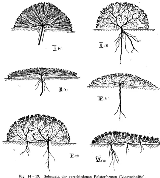 Fig. 14 - 19. Schemata der verschiedenen Polsterformen (Längsschnitte).