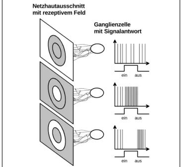 Abb. 16: Zellantwort einer On-Off-Ganglienzelle auf unterschiedliche Beleuchtungen ihres  re-zeptiven Feldes.