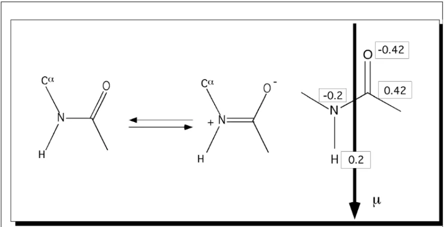 FIGUR 21. Fig: Links: Resonanzformel der Peptidbindung. Rechts: Partialladungen.