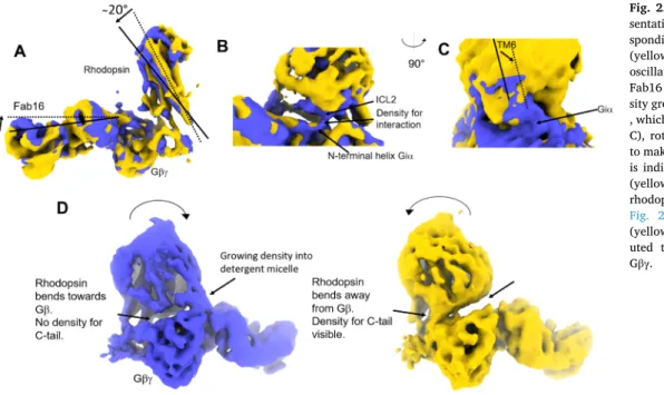 Fig.  2),  and  presence  (blue)  or  absence  (yellow)  of  density  which  might  be   attrib-uted  to  posttranslational  modifications  of  G βγ 