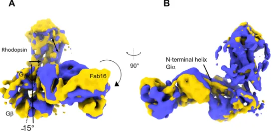 Fig. 3. Result component three. A) Representation of the two density maps corresponding to frame zero (blue) and frame 19 (yellow) resulting from component  three