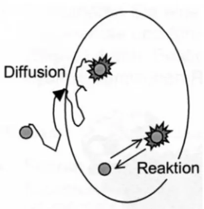 Abbildung 1: Zwei M¨oglichkei- M¨oglichkei-ten f¨ur  Fluoreszenz-Fluktuationen: Diffusion und Reaktion
