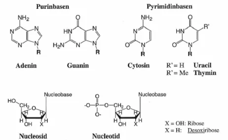 Abbildung 8. Nucleobasen,. Nucleoside und Nucleotide.  