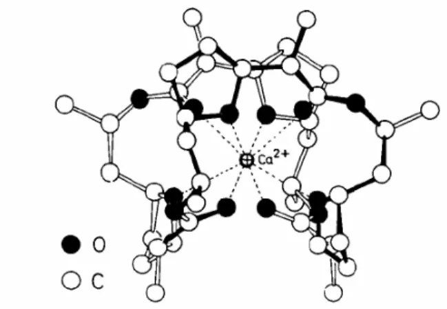Abbildung 16. Struktur des Ca 2+ -Komplexes von Nonactin 4