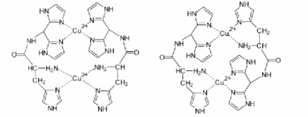 Abbildung 6. Koordination von Aminosäuren mit histidinhaltigen Seitenketten an Cu 2+