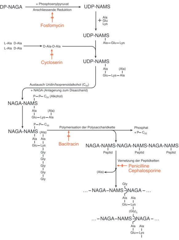 Abbildung 3.2: Biosynthese der Muraminsäure und Hemmung durch Antibiotika.  