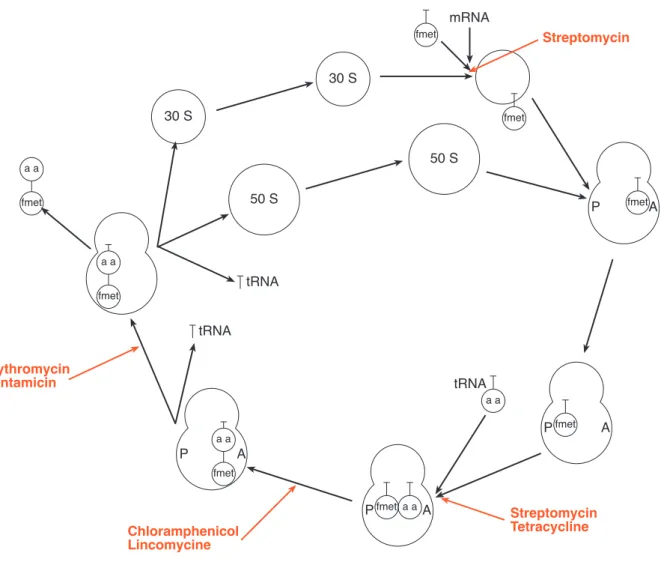 Abbildung 3.6: Angriffsstellen verschiedener ABC in der Proteinsynthese 