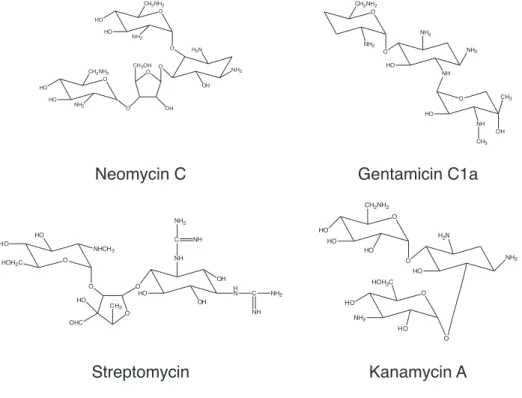 Abbildung 3.7: Gemeinsam ist allen Aminoglykosiden die Grundstruktur aus 1-4 Monosacchariden, wovon  mindestens eines ein Aminozucker ist