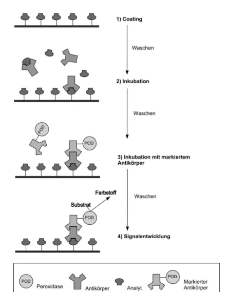 Abbildung 1.2: Schema eines indirekten, kompetitiven Immunoassays