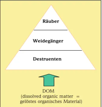 Abb. 10: Schema der Nahrungspyramide des Grundwassers.  