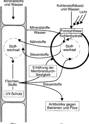 Abb. 1 zeigt vereinfacht die Wechsel- Wechsel-beziehungen zwischen Alge und Pilz innerhalb der Flechte.