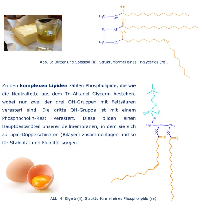Abb. 3: Butter und Speiseöl (li), Strukturformel eines Triglycerids (re). 