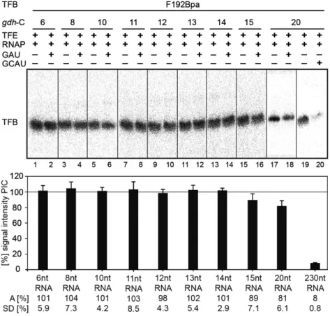 Figure 7. Crosslinking experiments with the TFB variant F192Bpa and radiolabeled DNAs at position -19 T in complexes stalled at +6 to +20 as indicated.