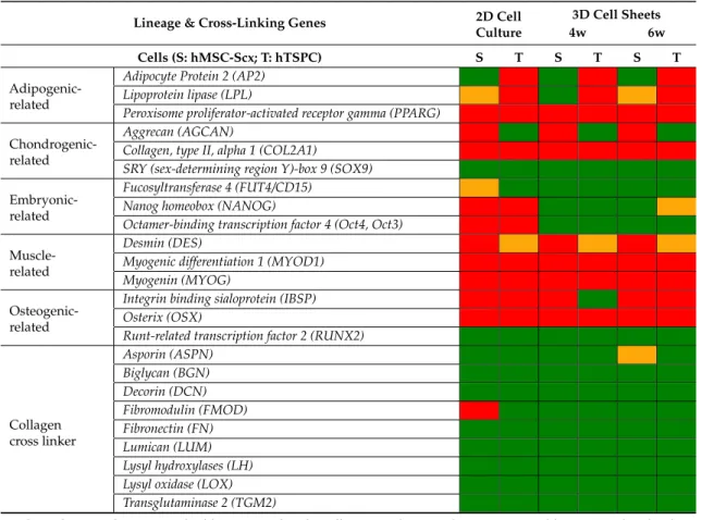 Table 2. List of lineage and cross-linking genes expressed in the hMSC-Scx cell line and primary hTSPCs.