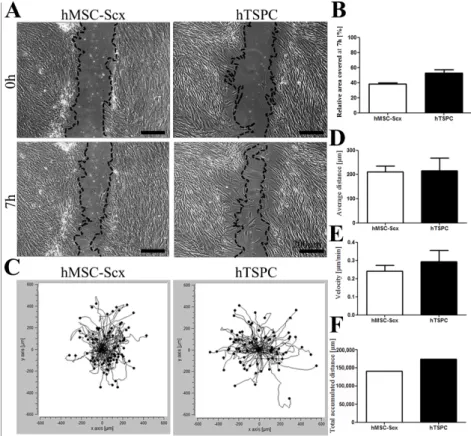 Figure 3. HMSC-Scx and hTSPC migration potential. (A) Representative images of wound closure at  the beginning and the end of the experiment