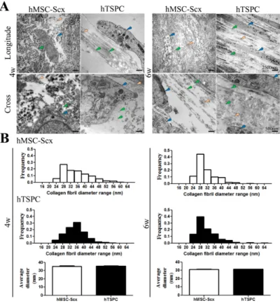 Figure 5. TEM and collagen fibril diameter analyses. (A) Representative TEM images from cross and  longitudinal sections of hMSC-Scx and hTSPC sheets at 4w or 6w of maturation (cells indicated with  blue arrow heads, collagen-like fibers indicated with gre