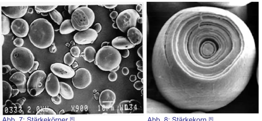 Abb. 7: Stärkekörner. [6] Abb. 8: Stärkekorn. [6]