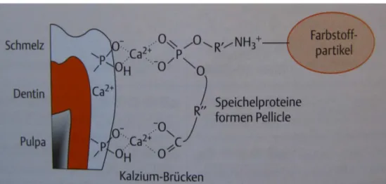Abb. 13.: Adsorption von Farbstoffpartikel durch Speichelproteine über Calciumbrücken.