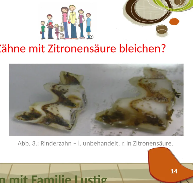 Abb. 3.: Rinderzahn – l. unbehandelt, r. in Zitronensäure .