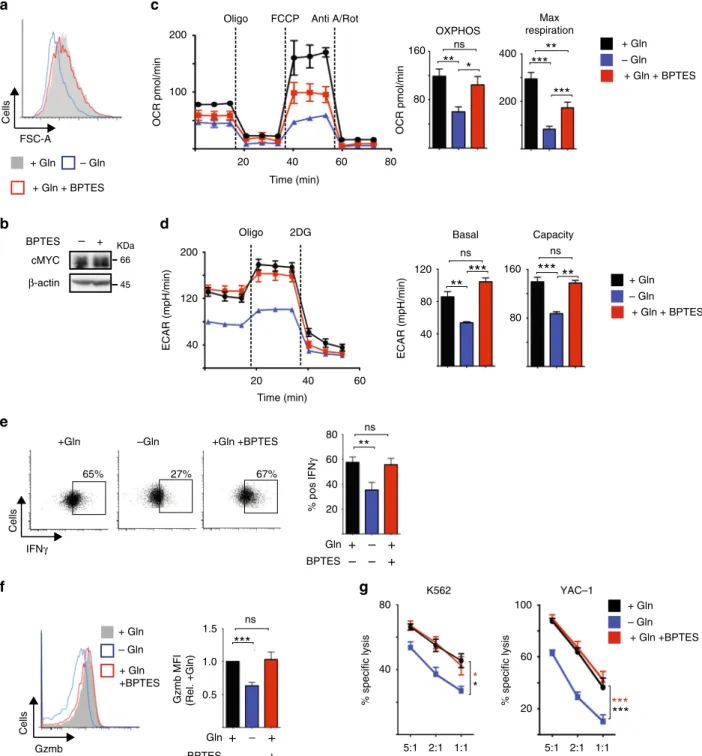 Fig. 8 Glutamine-dependent cMyc sustains NK cell metabolism and effector function. NK cells were activated with IL-2/IL-12 for 20 h and then put in the presence or absence of glutamine with or without BPTES for a further 1 h (b) or 20 h (a, c – g)