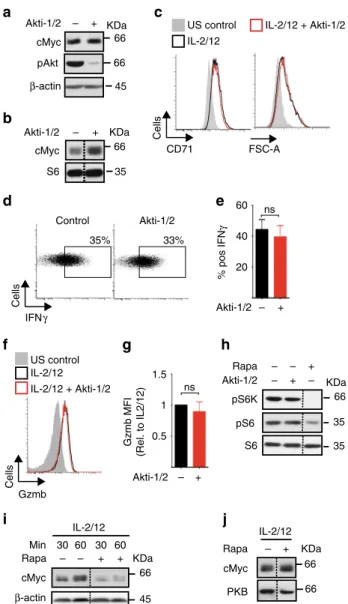 Fig. 3 mTORC1, but not Akt, is required for cMyc expression in IL-2/IL-12- IL-2/IL-12-stimulated NK cells