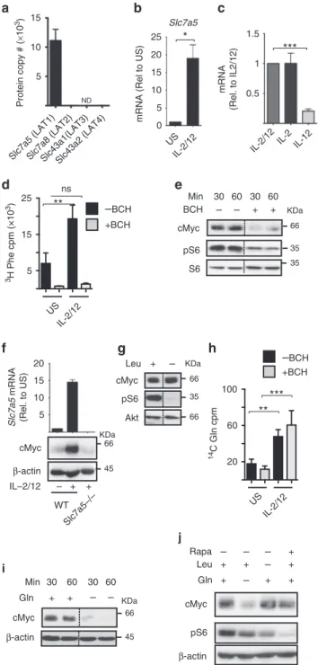 Fig. 4 SLC7A5 activity is required for IL-2/IL-12-induced cMyc expression.