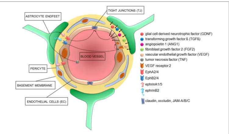 FIGURE 1 | Cellular and signaling components of the blood-brain barrier (BBB) in health conditions