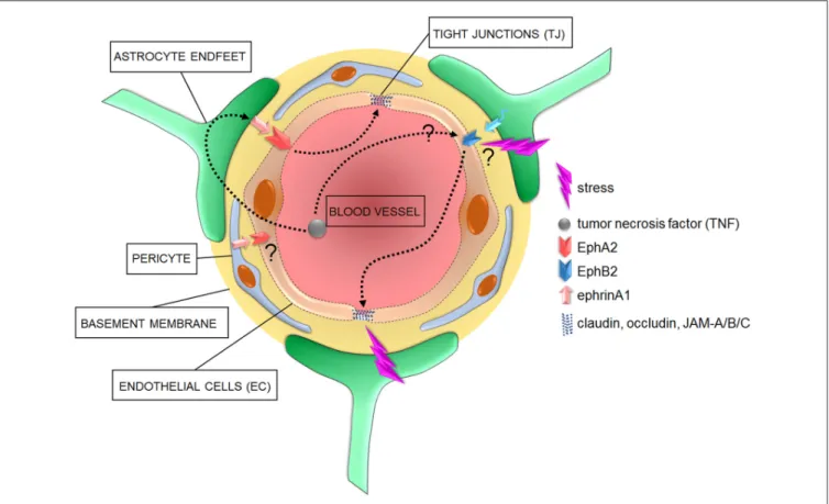 FIGURE 2 | Cellular and signaling components of the BBB in pathological conditions. In diseased brains, the overactivation of astrocyte- or pericyte-dependent ephrin signaling may affect TJ via an increased activity of Eph receptors, with consequent increa