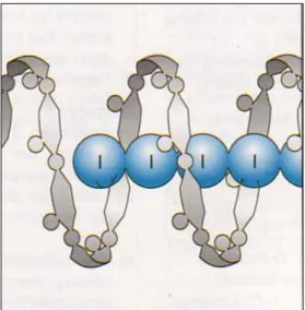 Abbildung 5: Stärkehelix mit eingelagertem Polyiodid-Ion