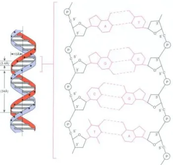 Abbildung 3: Struktur der DNA