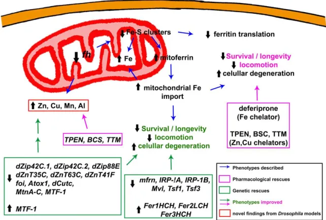 Figure  2.  Graphic  summary of molecular  defects  and  rescues  described  in Drosophila melanogaster  models of frataxin-deficiency in relation to iron metabolism and homeostasis of other metals