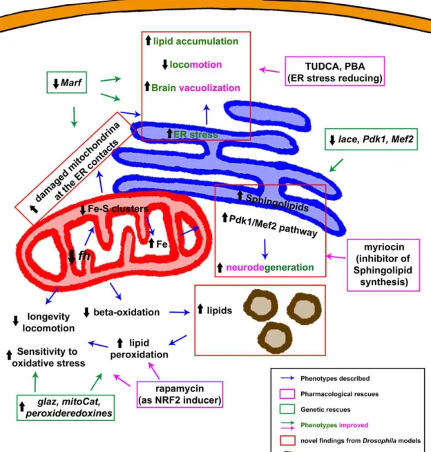 Figure  3.  Graphic  summary of molecular  defects  and  rescues  described  in  Drosophila melanogaster  models of frataxin-deficiency in relation to oxidative stress and lipid metabolism