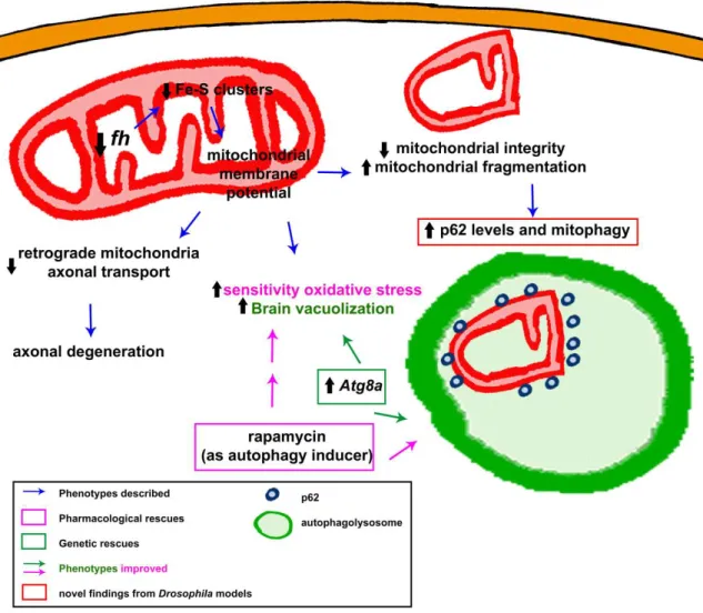 Figure  4.  Graphic  summary of molecular  defects  and  rescues  described  in  Drosophila melanogaster  models of frataxin-deficiency in relation to the cellular mitochondrial network